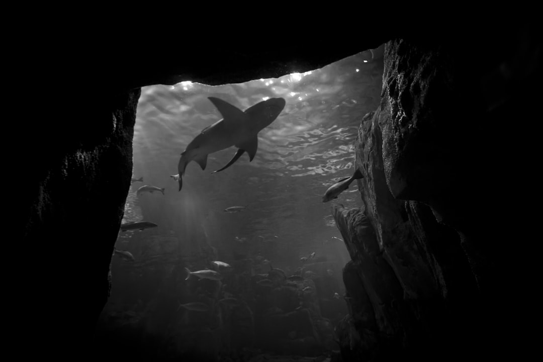 Great White Sharks Face Unprecedented Threat from Warming Ocean Waters