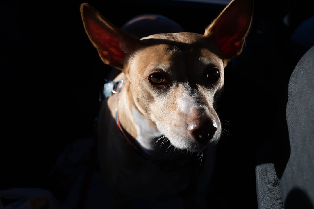 Major Legal Shift: Dog Owners Now Face Unlimited Fines for Livestock Attacks